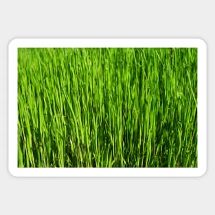 Grass pattern Sticker